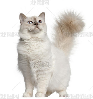 11 ´վڰɫǰ birman è