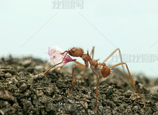 Ҷϣacromyrmex octospinosusЯڰɫǰҶ