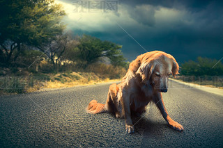 abandoned dog in the middle of the road /