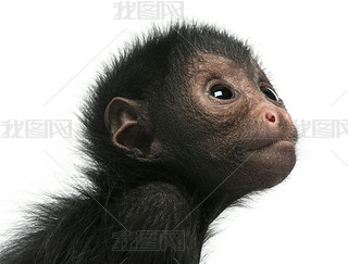 ֩ateles paniscus3 ´Ĺڰɫǰ