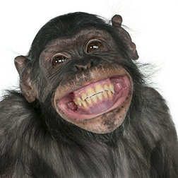 黑猩猩和倭黑猩猩之间的混合养殖猴子