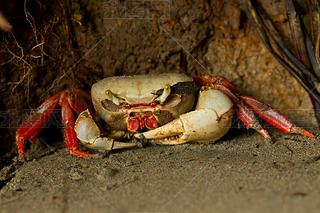 Mangrove Crab Waiting