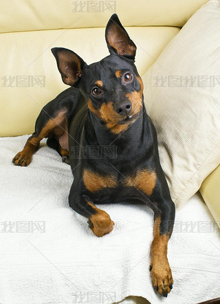 pinscher 