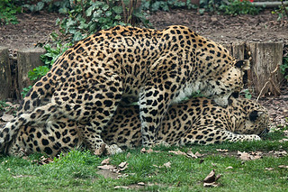 Persian leopards (Panthera pardus saxicolor) 