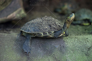 Chinese stripe-necked turtle (Ocadia sinensis). 