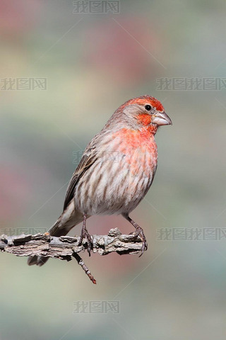 мȸ (Carpodacus mexicanus)