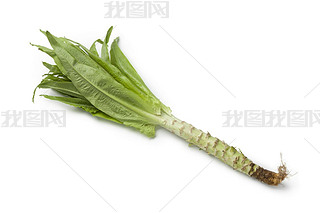 Celtuce lettuce