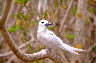 ޵˹ë˹U   Ÿ (Gygis Alba) ڿƿ˹ 