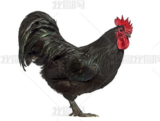 Australorp ϰɫĲͼ