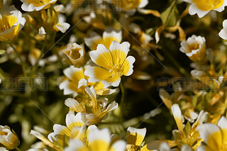 ˮֲĻLimnanthes douglasii