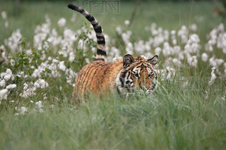 ԭϵǻPanthera tigris TigrisPanthera tigris altaica. 