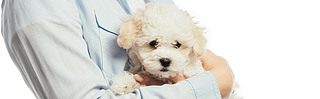 panoramic shot of woman holding Hanese puppy isolated on white