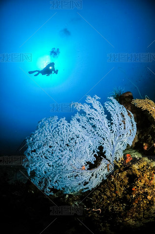 Blue rare Sea fan Subergorgia sp. in Gorontalo, Indonesia.