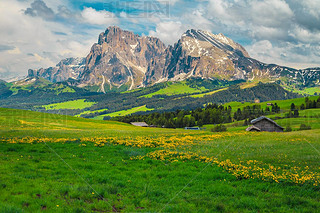 Admirable summer scenery with yellow flowers and snowy mountains in background, Alpe di Siusi - Seis