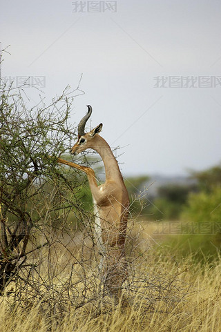 GerenukWaller's Gazelle, litocranius walleri, male standing on Hind Legs, eating Lees, Samburu Pa