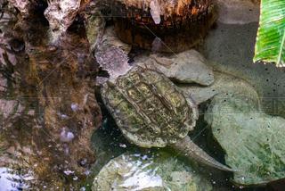 Ƕ԰Բ꣨Macrochelys temminckii.