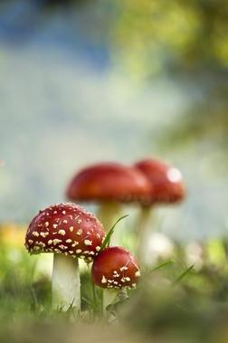 在秋天在集团飞木耳蘑菇