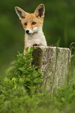 狐狸狐狸狐狸在欧洲随处可见。欧洲的野性本性。照片中的秋季颜色。漂亮的照片狐狸和兰花自然捷克.