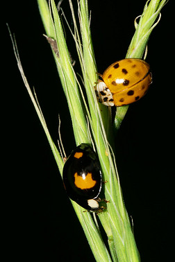 黑黄相间摄影图| 夏天,黑黄相间的白种人瓢虫栖息在绿草中