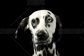 Portrait of an adorable Dalmatian dog with different colored eyes looking curiously at the camera