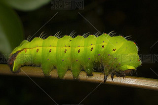 Tasar Silkmoth  Antherea myllita, ر, ӡʩ,