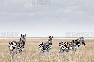 - Makgadikgadi Pansҹ԰-