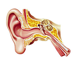 人类耳朵剖图.