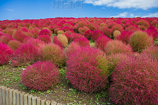 Kochia and coos bush with hill landscape Mountain