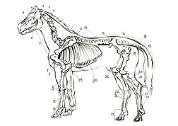 图形学自然主义生物马图解。 用铅笔画的动物骨头。 Scince, zoology