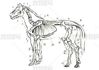 ͼѧȻͼ⡣ ǦʻĶͷ Scince, zoology