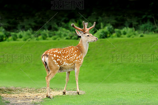 Sika deer