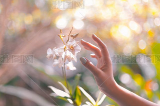 woman hand and flower on green field at sunny day