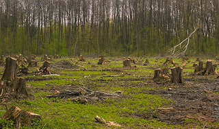 Cut pine trees on the side of wood, forest disaster.