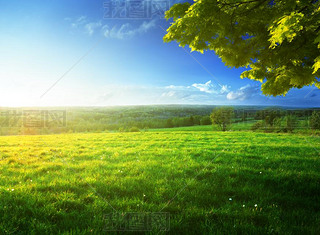 field of spring grass and forest