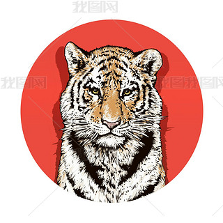 Graphic color drawing of a Bengal tiger. Wildlife. Big cat. Beautiful animal