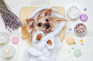 Pretty Yorkshire Terrier dressed in bathrobe laying at the SPA p