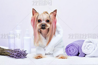 Yorkshire Terrier in white bathrobe sitting in a SPA 