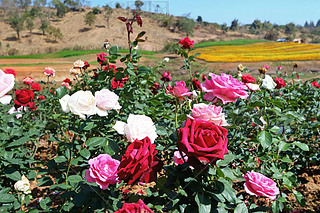 Beautiful rose garden wide