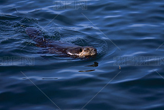 Beer Swimming In Water