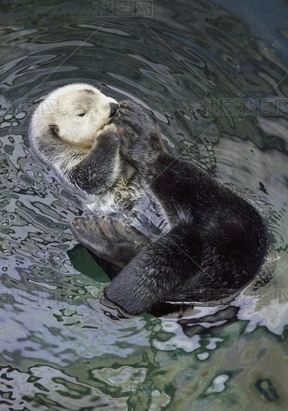 Portugal, Lisbon, Lisbon Oceanarium, sea otter