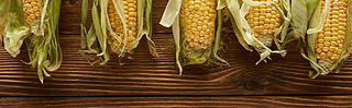 panoramic shot of fresh corn on brown wooden surface with copy space