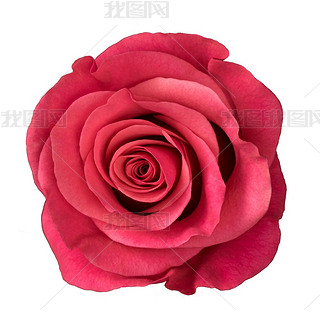 Pink rose isolated on white background.