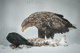 Eagle and Ren