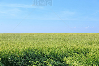 Young wheat field on summer day