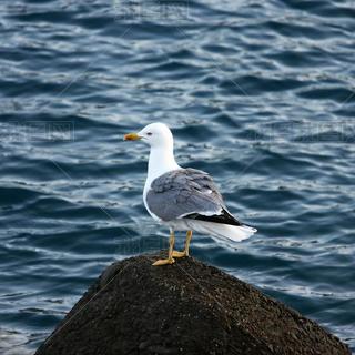 Gull standing on a Stone