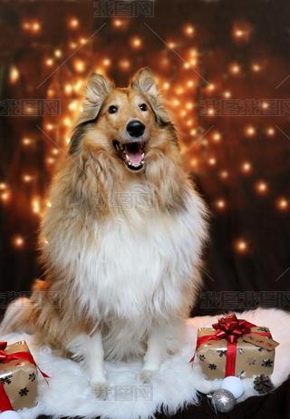 Photo of collie dog in christmas time