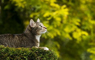 Cat on Top of Tree Hunting