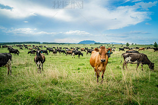 Cattles in New Zealand / There are many cattle breeds in New Zealand, and when picking which one is 