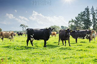 cows on new zealand pasture