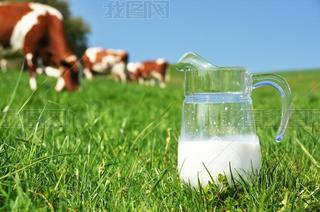 Jug of milk against herd of cows. Emmental region, Switzerland